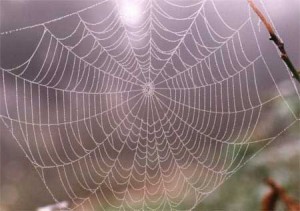 The Rolfing Web Bellevue Rolfing Tacoma Rolfer